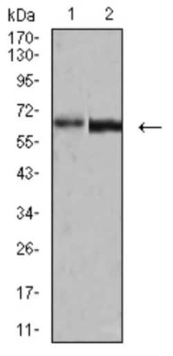 Parvovirus VP2 Antibody (4E5A4) - BSA Free, Novus Biologicals:Antibodies:Primary